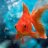 Goldfish