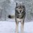 Siberiano