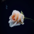 White Rose