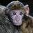 Macaco y soñador