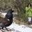 EL PÁJARO DE CVENTA