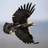 Águila Imperial